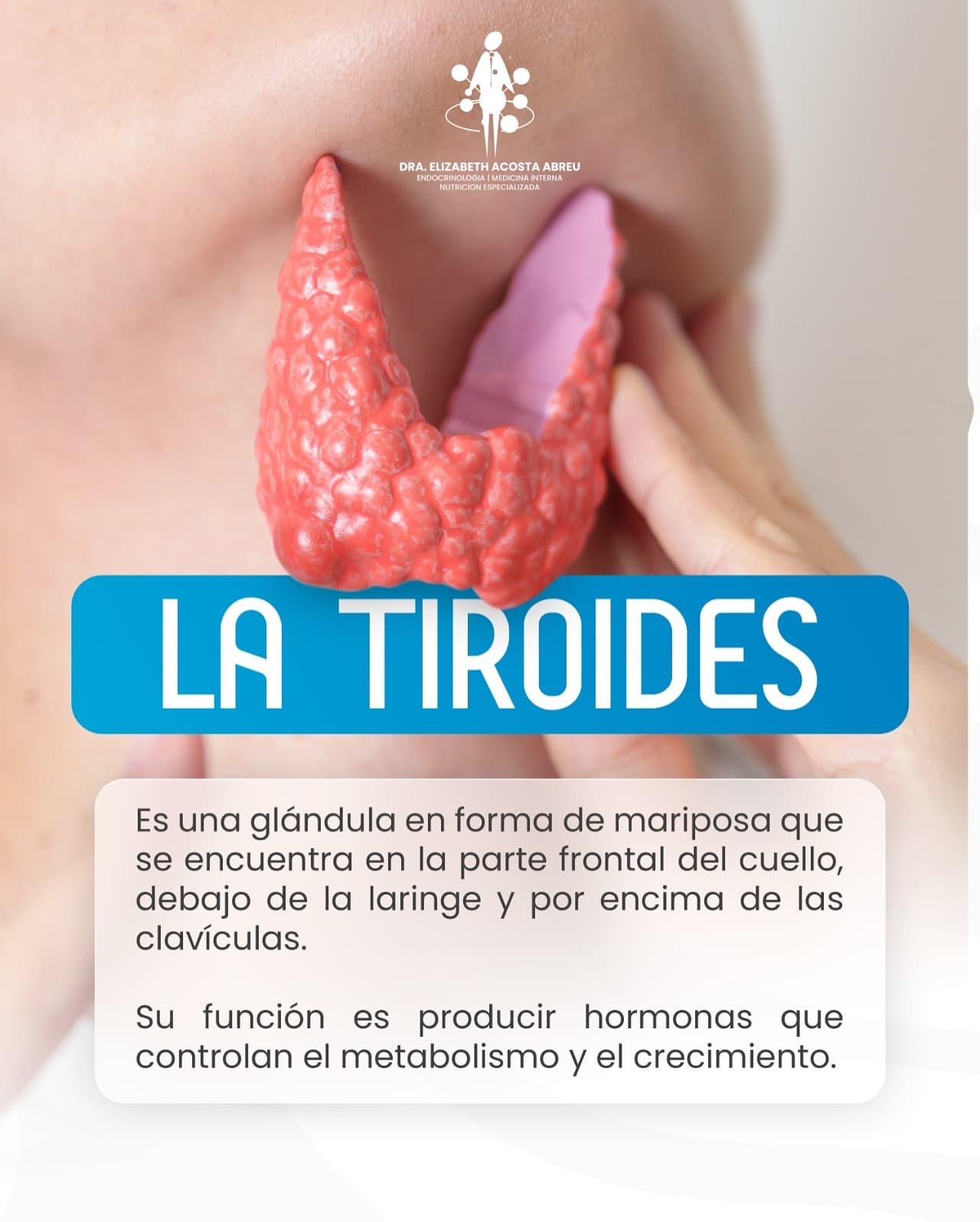 La glándula tiroides y su ubicación en el cuello
